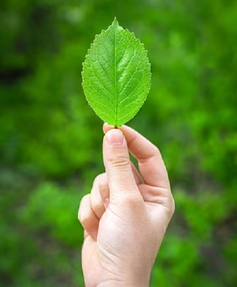 herbal05